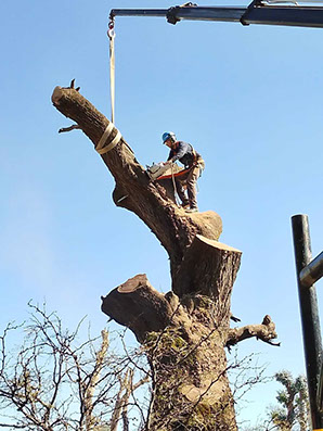 SHADDAI - Poda en General y Jardinería en General 