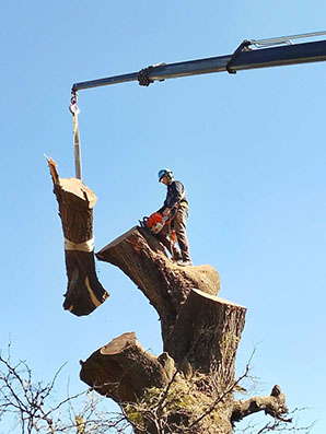 SHADDAI - Poda en General y Jardinería en General 