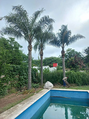 SHADDAI - Poda en General y Jardinería en General 