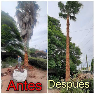 SHADDAI - Poda en General y Jardinería en General 