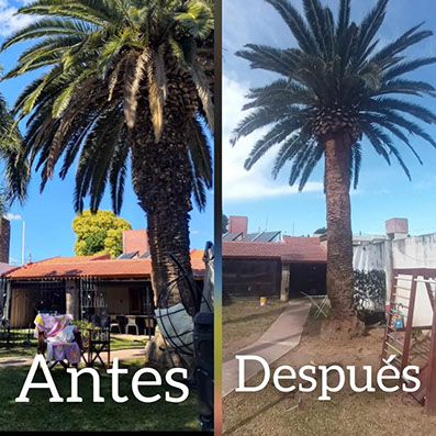 SHADDAI - Poda en General y Jardinería en General 