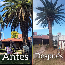 SHADDAI - Poda en General y Jardinería en General 