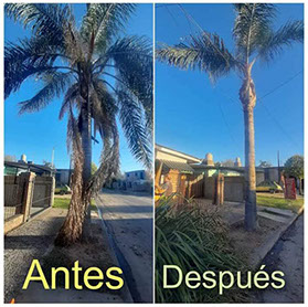 SHADDAI - Poda en General y Jardinería en General 